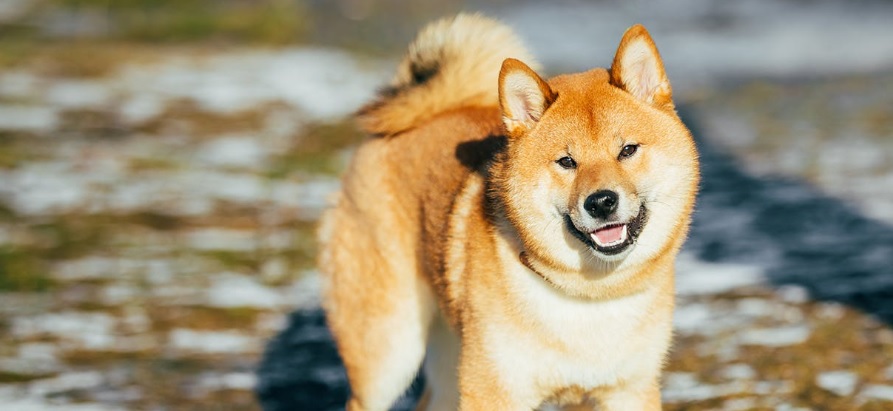 Dogs Ireland